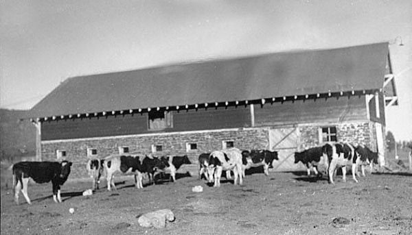 A black and white photograph captured in 1939 of the NAU's dairy farm.