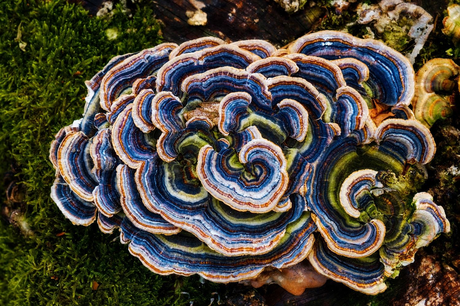 Bright blue and orange brackets on a mossy stump