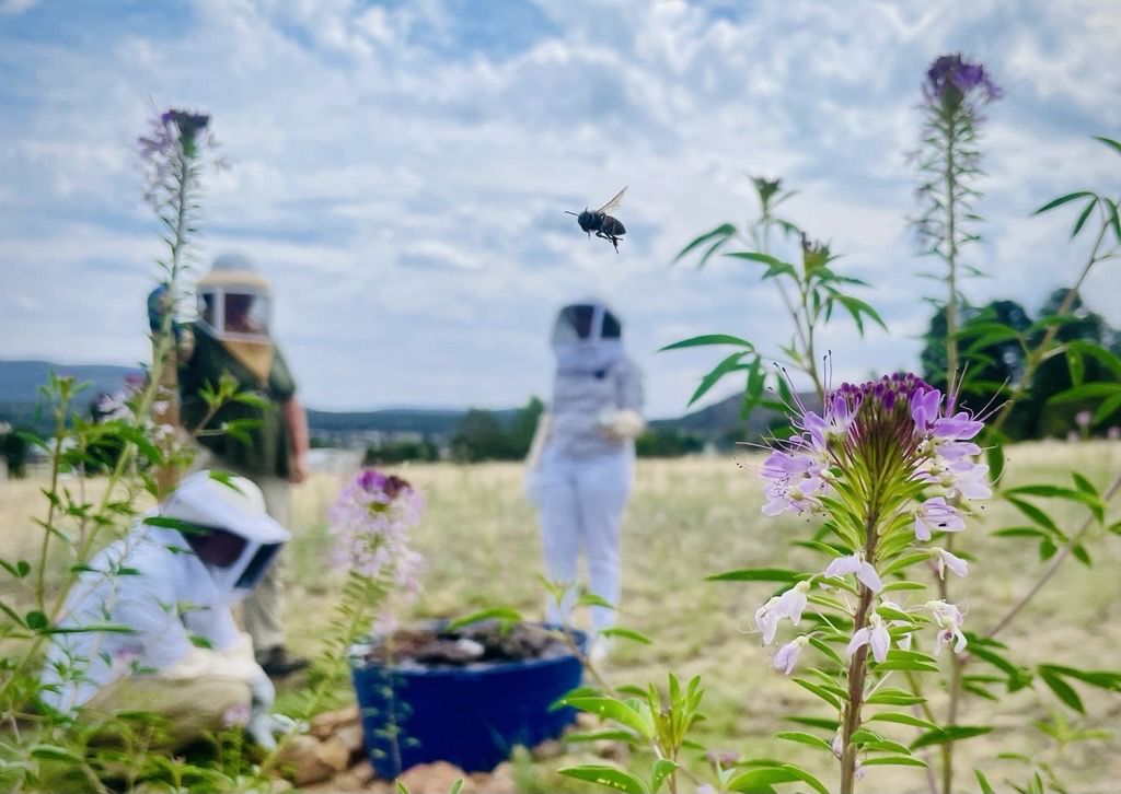 Bee flying with beekeepers in the background